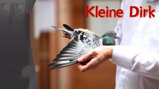 Pigeon 2Kleine Dirk [upl. by Noevart547]