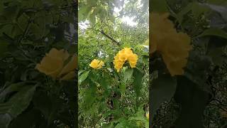 Yellow Elder  Vibrant Blooms for a Sunny Garden 🌼☀️YellowElderVibrantFlowersGardeningshortsrap [upl. by Lowell230]