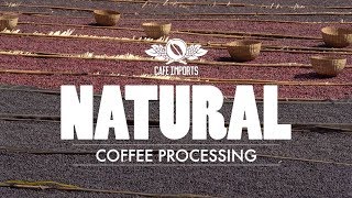 Natural Coffee Processing [upl. by Norrehs]