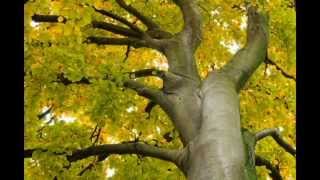 Beech  Fagus sylvatica [upl. by Airotnes]