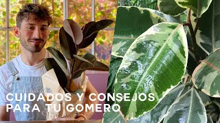 Cuidados y curiosidades del árbol Gomero o Ficus Elastica [upl. by Gnues]