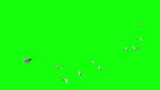 Birds flying green screen  Green screen video  Doves  Bird Flying [upl. by Leafar584]