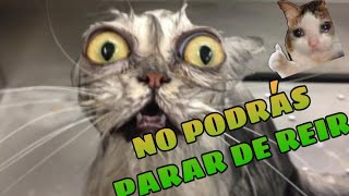 🤣 Animales Chistosos para Reír sin Parar 🐱🐶 Mejores Videos de Animales Graciosos de la Semana [upl. by Anahsed259]