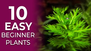 10 EASY Aquarium Plants for Beginners NO CO2 Required [upl. by Ekez967]