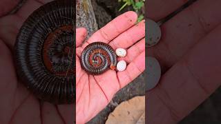 Finding Millipedes And Millipede Eggs Under Dry Leaves shorts shortvideo viralvideo [upl. by Aidualc]