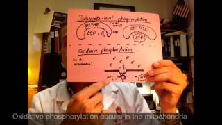 ATP from Substrate Phosphorylation amp Oxidative Phosphorylation [upl. by Ahsieyn]