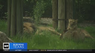 North Texas zoos observe animals during eclipse [upl. by Suoivatra]