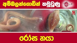 අම්බලන්ගොඩින් හමුවුණු රෝස නයා [upl. by Durarte]