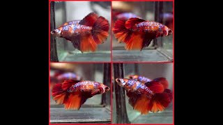 Betta Fish NEMO TIGER BLUE GALAXY KOI Rosetail HM Female X409 [upl. by Jill]