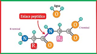 Formación del enlace peptídico y su ruptura mediante hidrólisis [upl. by Noryd]