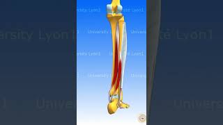 LES MUSCLES DE LA JAMBE 22 muscle anatomie corpshumain [upl. by Ttayw]