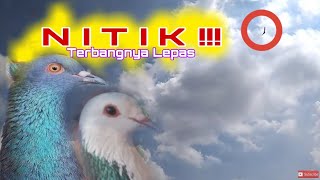 TIPS MENGATASI MERPATI YANG SUSAH TERBANG TINGGI AGAR MAU NITIK amp STABIL TIPSMERPATI [upl. by Ainirtac49]