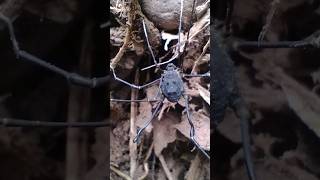 Harvestman Opiliones Sclerosomatidae Metopilio sp [upl. by Enirolf]