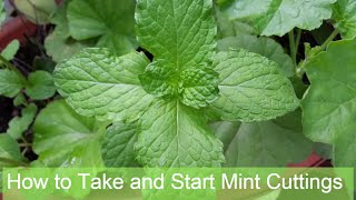 How to Take and Start Mint Cuttings  HD [upl. by Forta160]