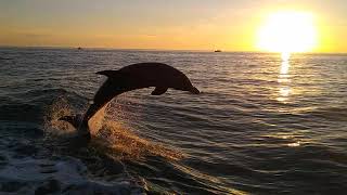 Wild Dolphin jumping completely out of water at sunset [upl. by Schechinger]