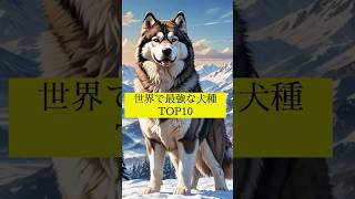 世界で最強な犬種TOP10 9位 犬の雑学 犬の豆知識 犬種 アラスカンマラミュート 最強犬種 [upl. by Deina]