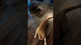 Helper Cat Cleans The Floor cleaning clean cleanwithme cat cute funny pets love catperson [upl. by Hilton781]