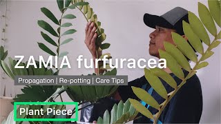 ZAMIA furfuracea  HOW TO PROPAGATE CARDBOARD PALM FROM CUTTINGS  PlantPiece Ep02 [upl. by Constantine729]