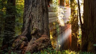 Suzanne Simard  Mother Trees and the Social Forest [upl. by Fauman]