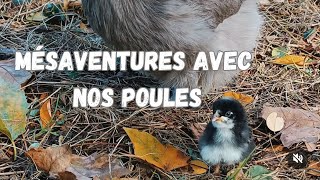 Vlog 6  Mésaventures avec nos poules et tour du jardin dornement [upl. by Neve]