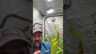 Carnivorous Plant Help Learn how to grow huge pitcher plants with ease shorts [upl. by Oicnecserc804]