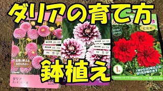 ダリアの育て方 How to grow dahlia [upl. by Oruntha]