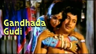 Full Kannada Movie 1973  Gandhada Gudi  Rajkumar Kalpana Vishnuvardhan [upl. by Yahsed352]