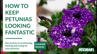 How to Keep Petunias Looking Fantastic All Summer [upl. by Ber]