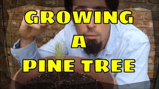 How to Grow a Pine Tree [upl. by Rick]