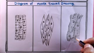 how to draw smooth muscles and cardiac muscles step by step [upl. by Mcnamee906]