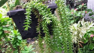 How to Grow and Care for Tassel Fern Huperzia species [upl. by Nylecsoj]