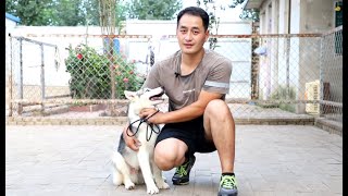 小哈士奇被嫌弃脸型不好看，同窝幼犬只剩下了它！\Little husky was rejected because of his ugly face and only he left [upl. by Cerallua]