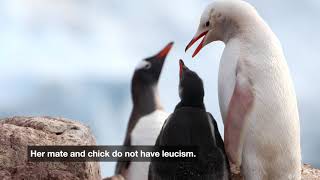 White Gentoo Penguin [upl. by Alet]