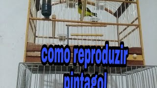 como reproduzir pintagol [upl. by Nuahc92]