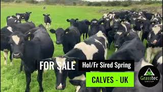 Holstein Friesian Sired Spring Calves Low Risk TB Area  UK [upl. by Huey285]