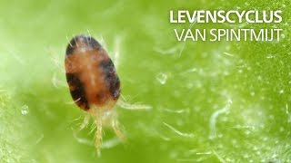 Levenscyclus van spint [upl. by Eniluqcaj]