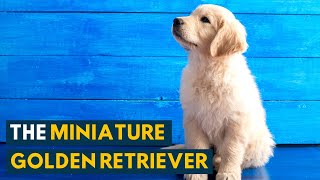 Miniature Golden Retriever All the Qualities of The Golden Retriever In A Smaller Package [upl. by Ecreip]