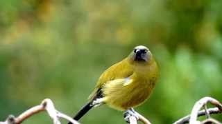 Dawn Chorus with the Bellbird amp Tūī  NZ HD [upl. by Leake]