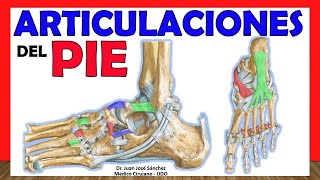 🥇 ARTICULACIONES DEL PIE Anatomía rápida fácil y sencilla [upl. by Notyrb]