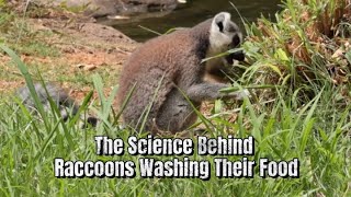 【Camojojo】The Science Behind Raccoons Washing Their Food [upl. by Violetta]