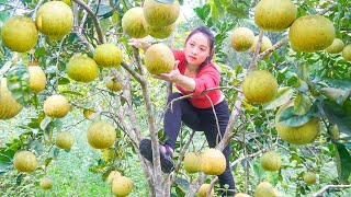 Harvest Many Grapefruits and Bring them to the Country Market to Sell  Care Grow Clean Vegetable [upl. by Leirbag960]