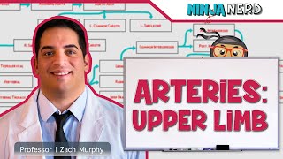 Circulatory System  Arteries of the Upper Limb  Flow Chart [upl. by Ahsened]