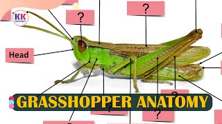 Anatomy of the grasshopper Learning grasshopper anatomy Parts of a Grasshopper [upl. by Geilich]