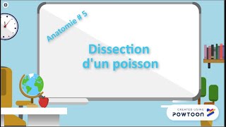 Anatomie  5 La Dissection du poisson [upl. by Ozneral]