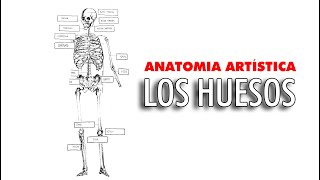 Anatomía artística  Los huesos del cuerpo humano [upl. by Lidstone]