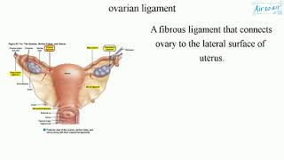 ovarian ligament [upl. by Lotsyrk]