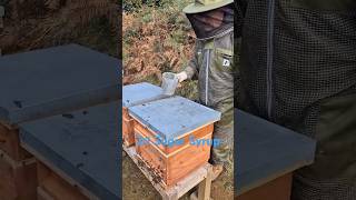 Feeding Bees getting them ready for Winter beekeeping honey beeslife shorts honey beehive [upl. by Surad541]