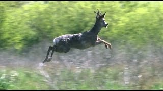 Our Most Amazing Deer Rescue Ever  Full Length [upl. by Tullus]