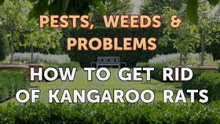 How to Get Rid of Kangaroo Rats [upl. by Grory535]