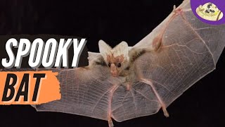 Mysteries 😯 of Ghost Bats facts sciencefacts youtubevideo viralvideo [upl. by Rabush886]